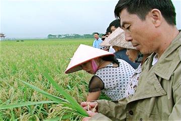 Huyện Yên Lạc, Vĩnh Phúc đánh giá mô hình sử dụng phân bón Tiến Nông trên cây lúa vụ xuân năm 2016